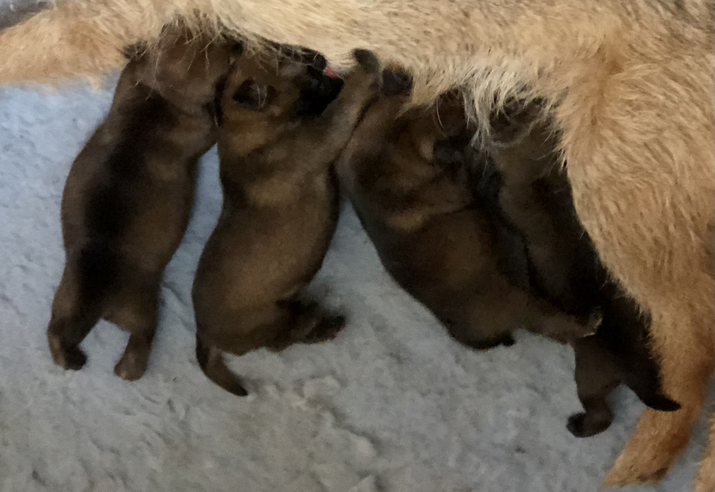 Chiot Border Terrier Der landerland