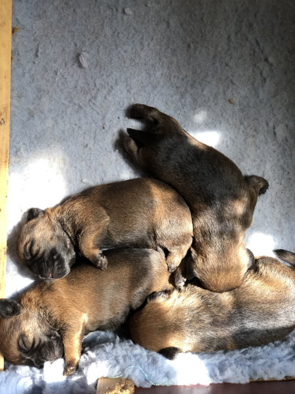 Der landerland - Chiots disponibles - Border Terrier