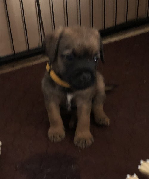 Der landerland - Chiots disponibles - Border Terrier