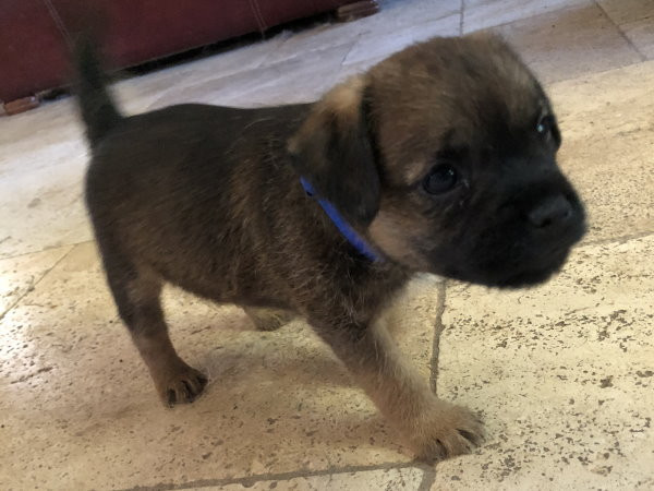 Der landerland - Chiots disponibles - Border Terrier