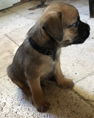 Der landerland - Chiots disponibles - Border Terrier