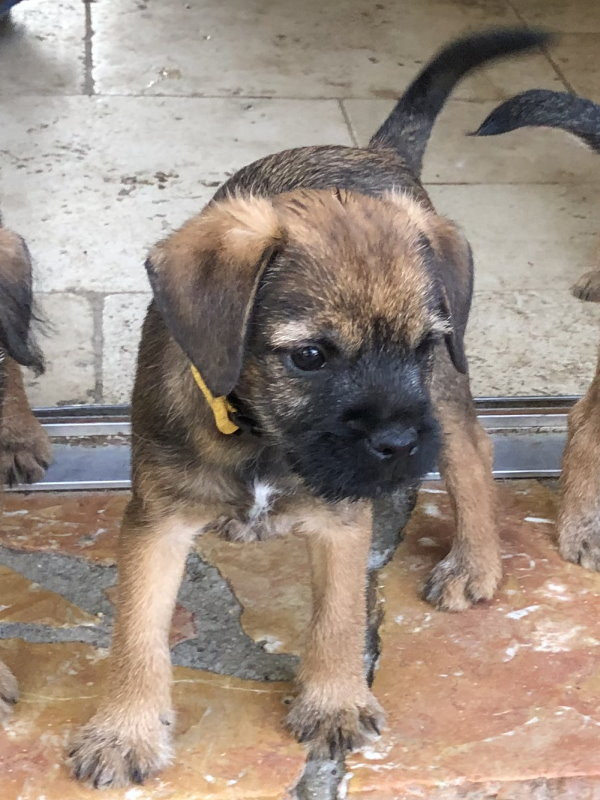 Der landerland - Chiots disponibles - Border Terrier