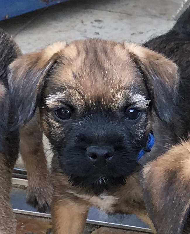 Der landerland - Chiots disponibles - Border Terrier